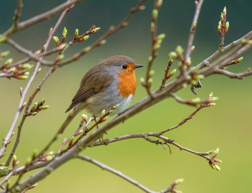 ​​Comptage national des oiseaux des jardins : c’est maintenant !