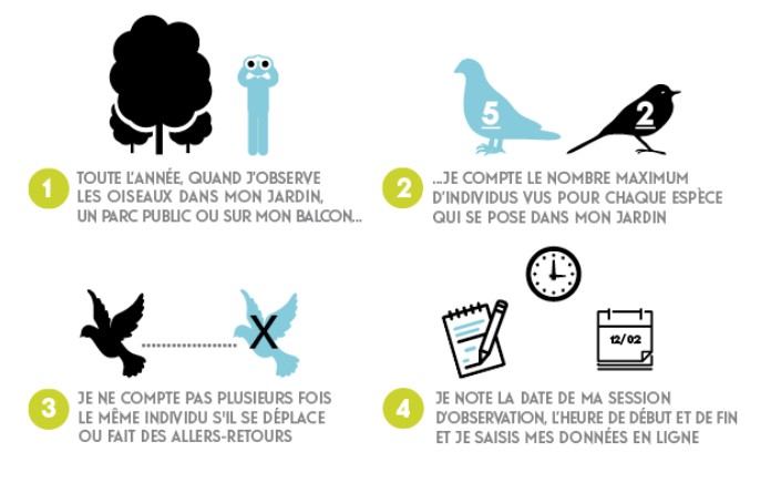 Illustration-comptage-oiseaux-parc-pic